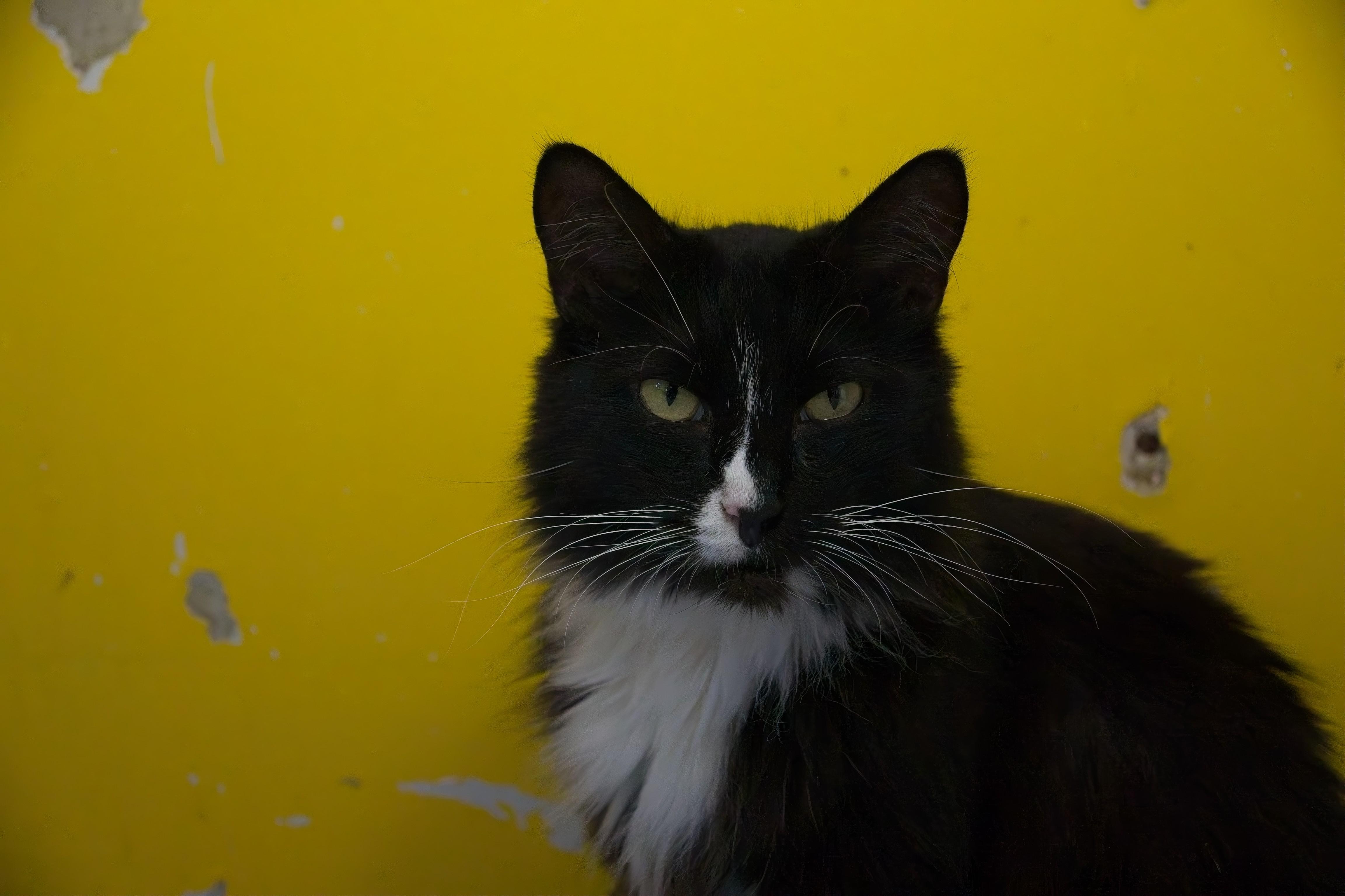 Enlarge JAZZ, a Adoptable mixed breed in Owensboro, KY image 2/6