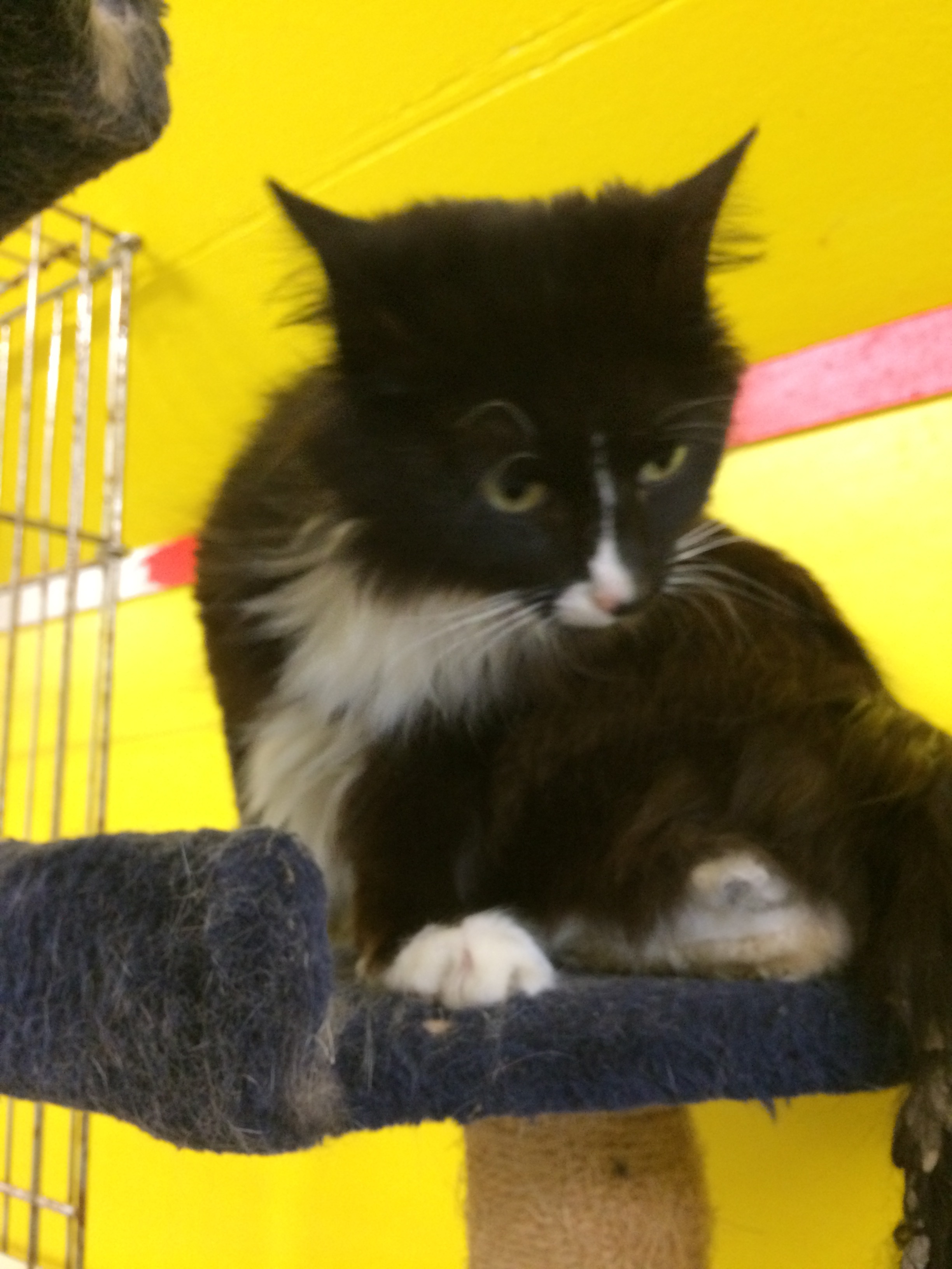 Enlarge JAZ, a Adoptable mixed breed in Owensboro, KY image 7/9