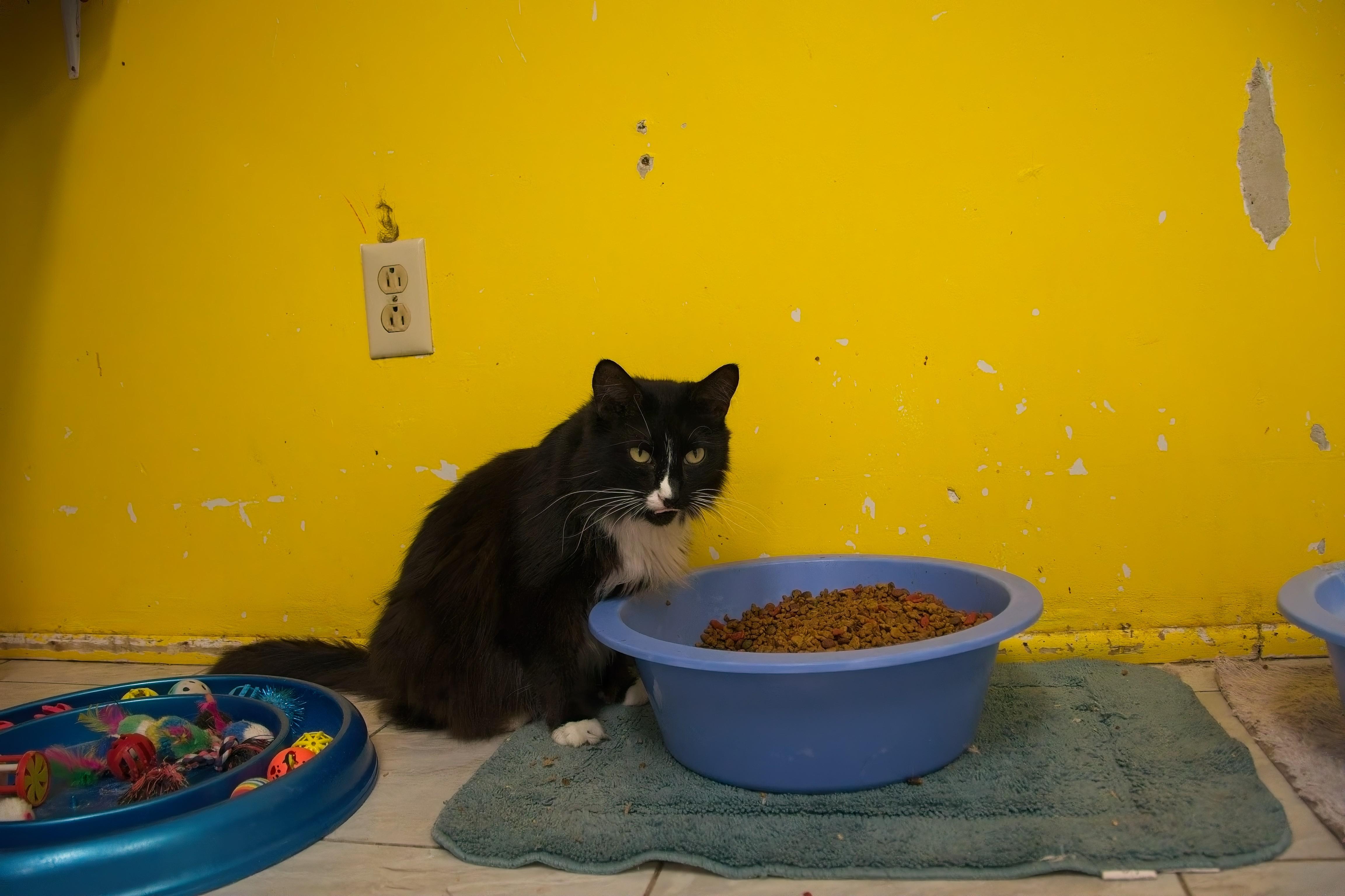 Enlarge JAZZ, a Adoptable mixed breed in Owensboro, KY image 6/6