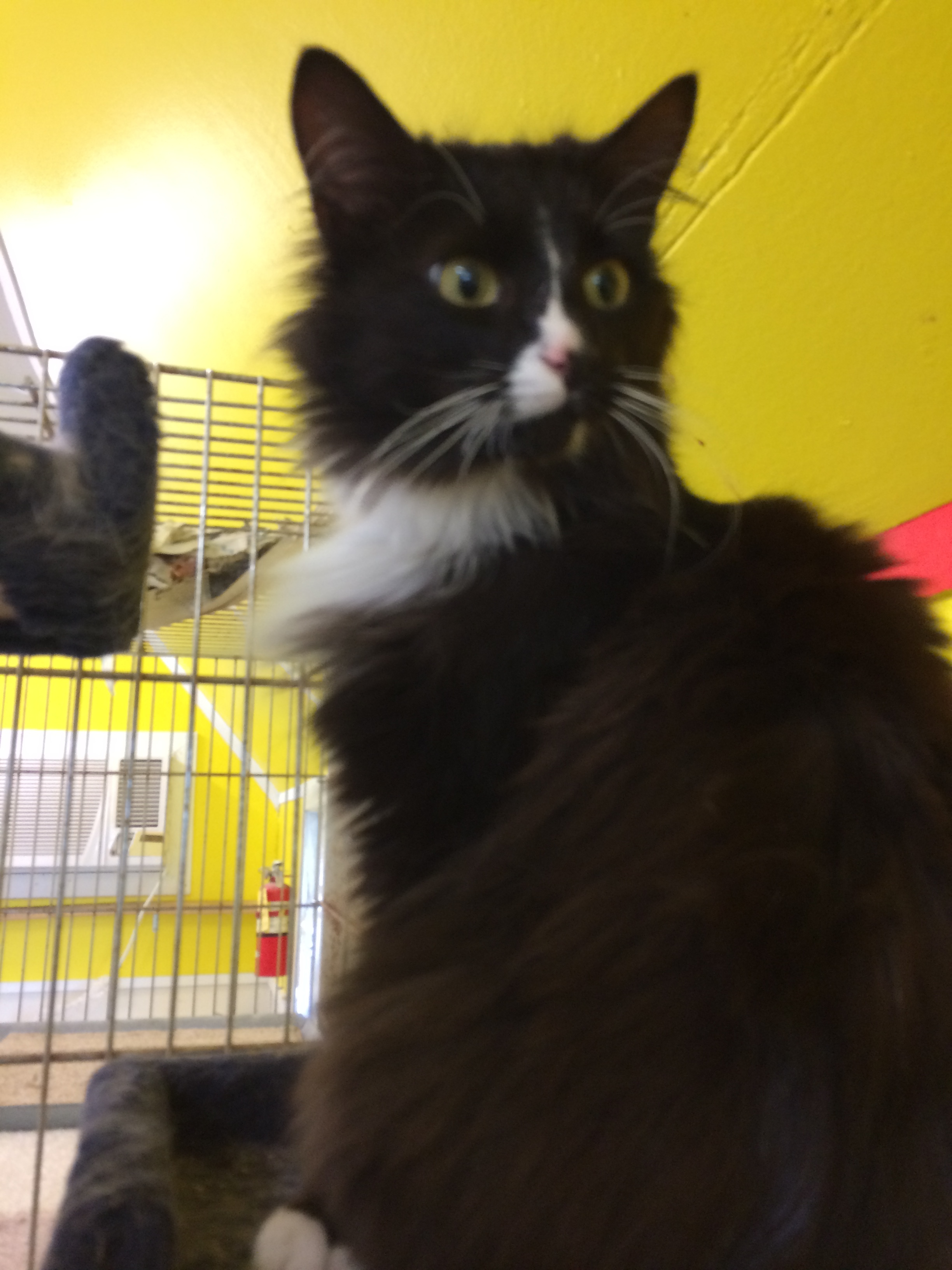 JAZ, a Adoptable mixed breed in Owensboro, KY image 1/9