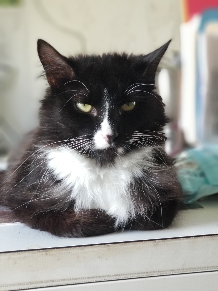 Enlarge JAZ, a Adoptable mixed breed in Owensboro, KY image 8/9