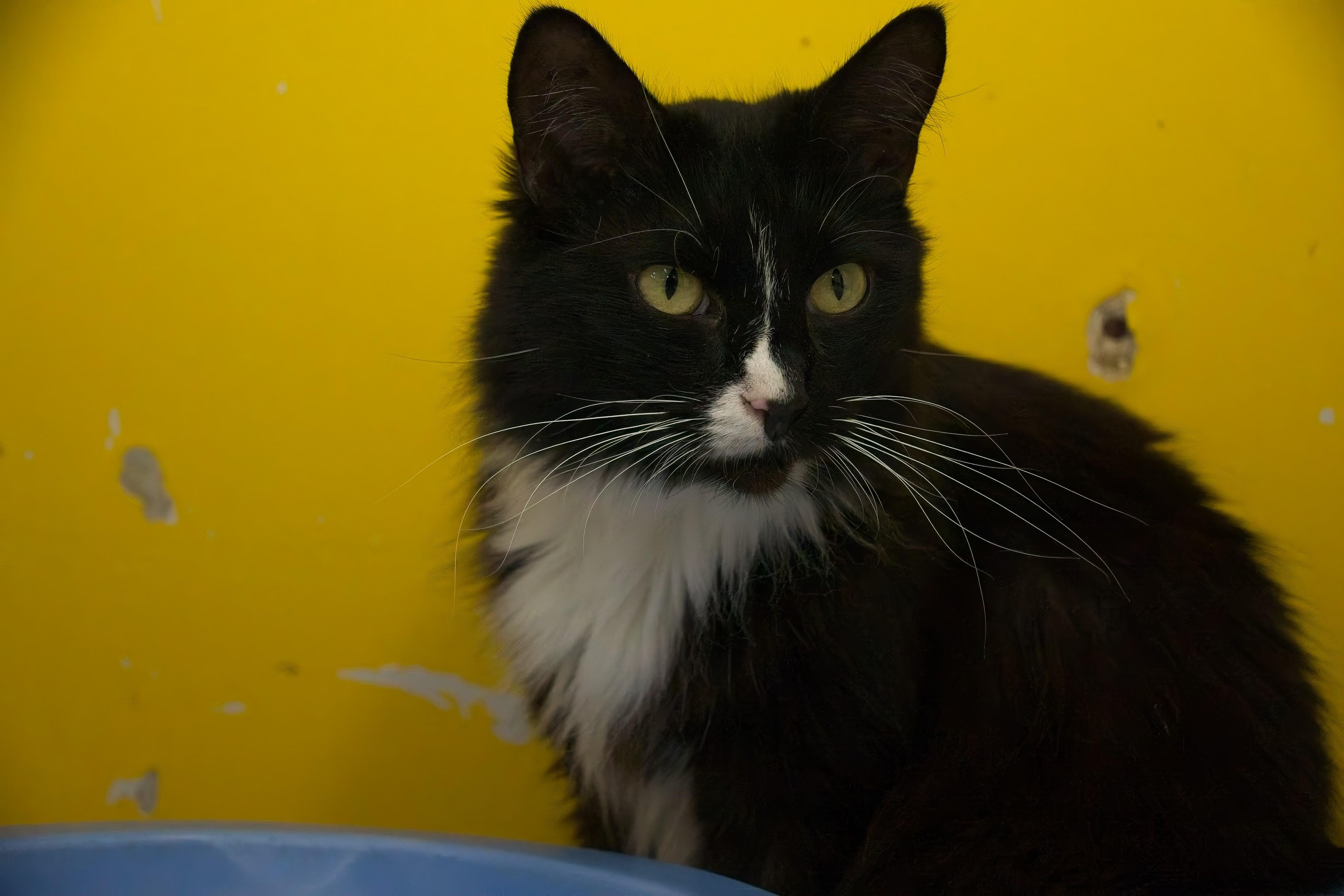 JAZZ, Adoptable, Adult Female Tuxedo.