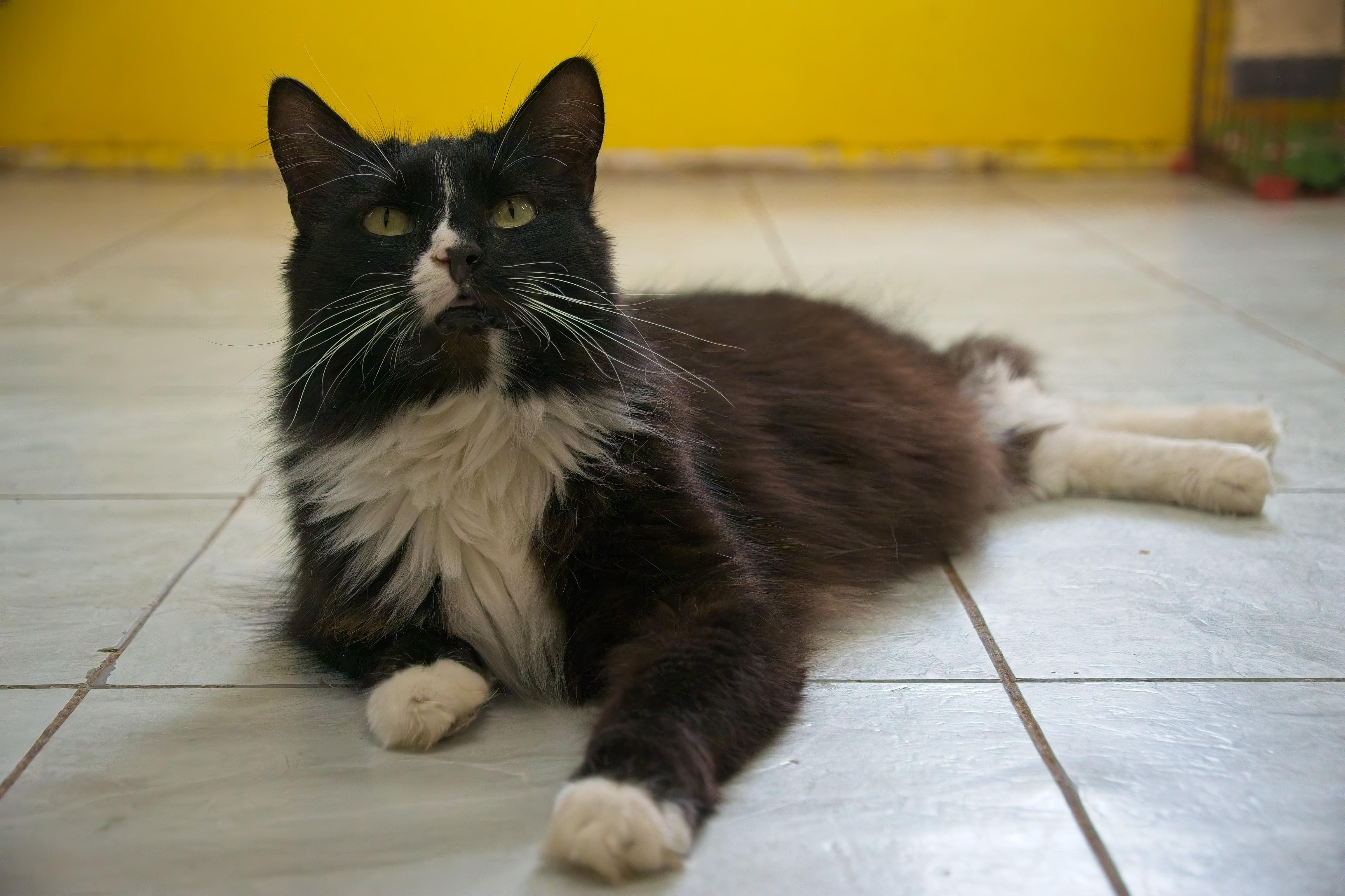 Enlarge JAZZ, a Adoptable mixed breed in Owensboro, KY image 5/6