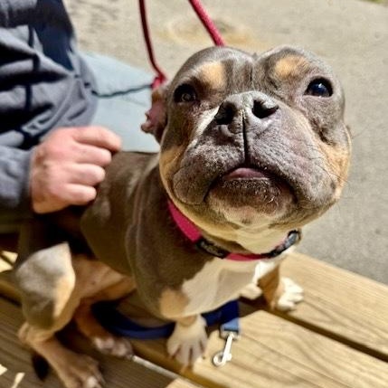 Enlarge Roxanne, an adopted American Bully in Buffalo, NY image 1/6