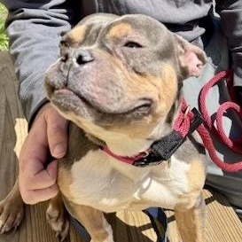Enlarge Roxanne, an adopted American Bully in Buffalo, NY image 2/6