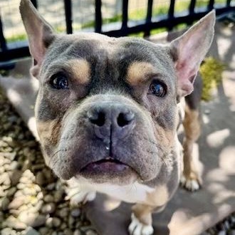 Enlarge Roxanne, an adopted American Bully in Buffalo, NY image 3/6