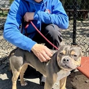 Enlarge Roxanne, an adopted American Bully in Buffalo, NY image 5/6
