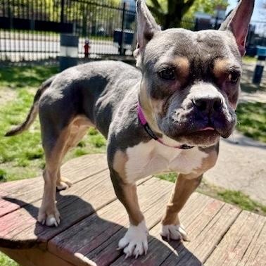 Enlarge Roxanne, an adopted American Bully in Buffalo, NY image 6/6