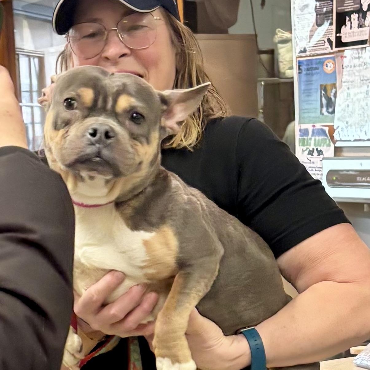 Enlarge Roxanne, an adopted American Bully in Buffalo, NY image 4/6