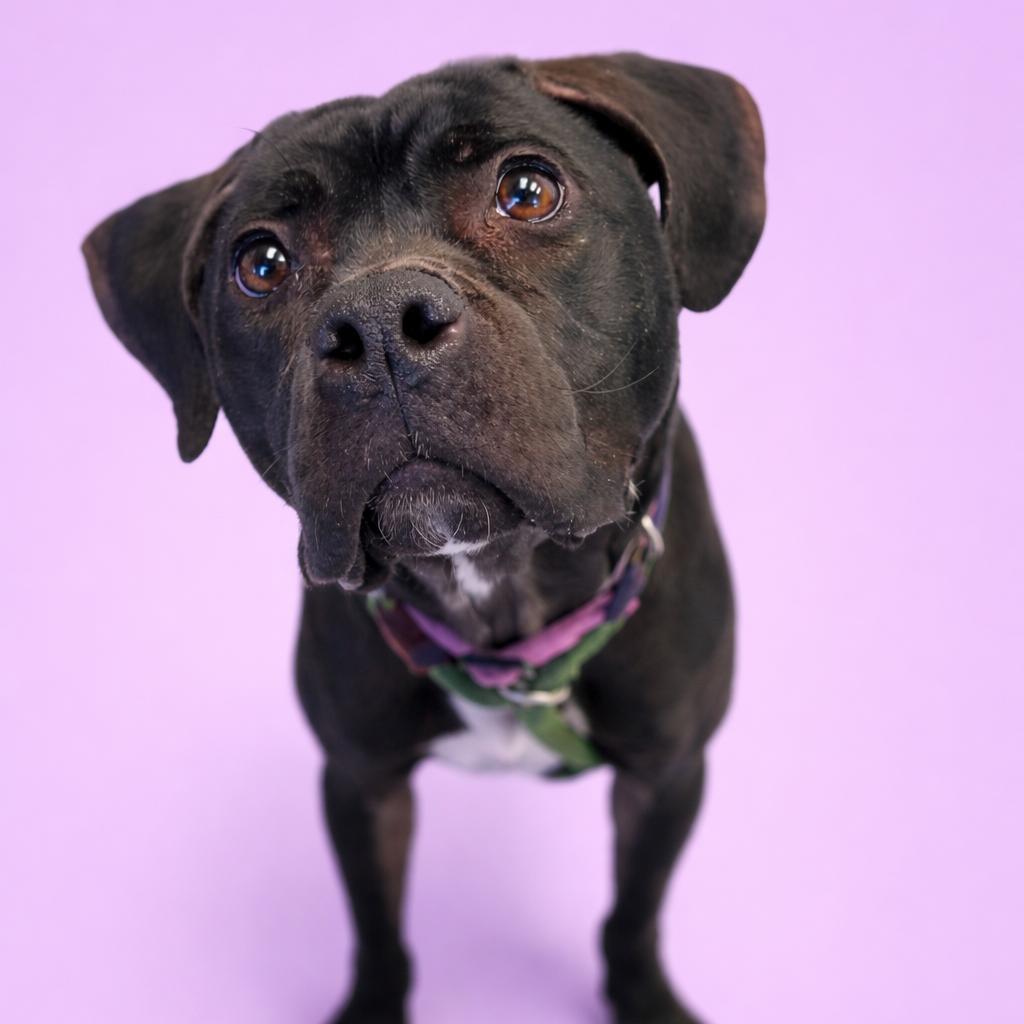 Enlarge Jellybean, a Adoptable mixed breed in Concord, NC image 1/6