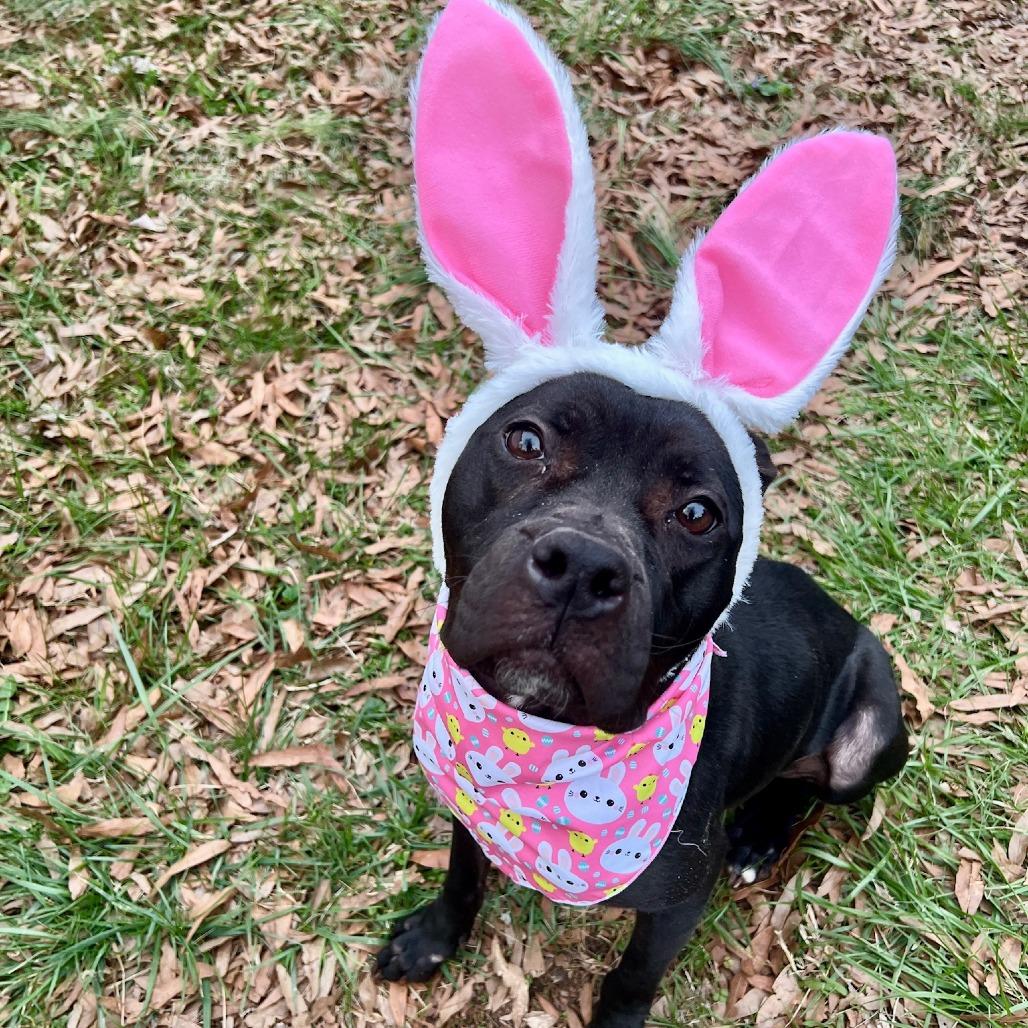 Enlarge Jellybean, a Adoptable mixed breed in Concord, NC image 2/6