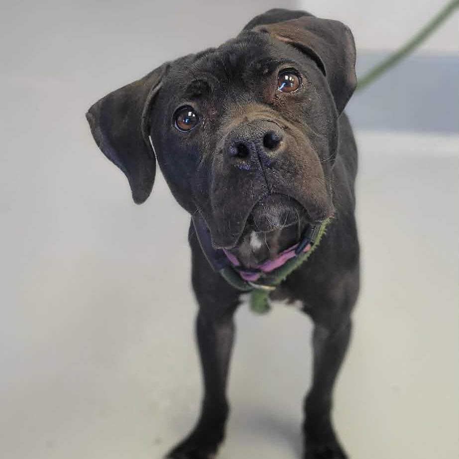 Enlarge Jellybean, a Adoptable mixed breed in Concord, NC image 3/6