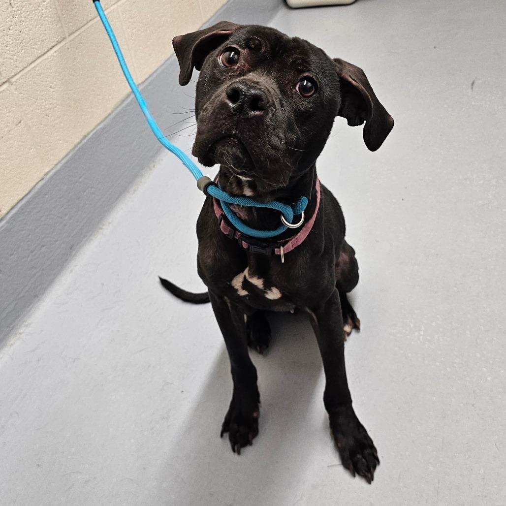 Enlarge Jellybean, a Adoptable mixed breed in Concord, NC image 4/6