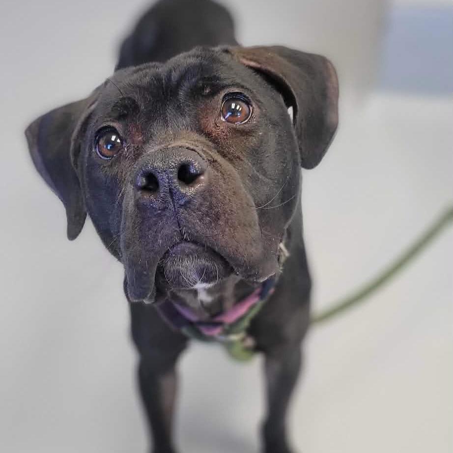 Enlarge Jellybean, a Adoptable mixed breed in Concord, NC image 6/6