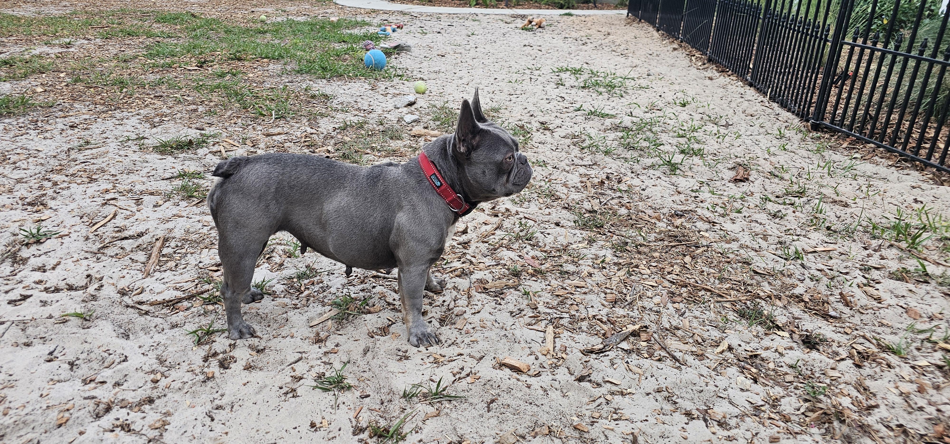 Enlarge Miss Frenchy, an adopted French Bulldog in Weeki Wachee, FL image 5/6