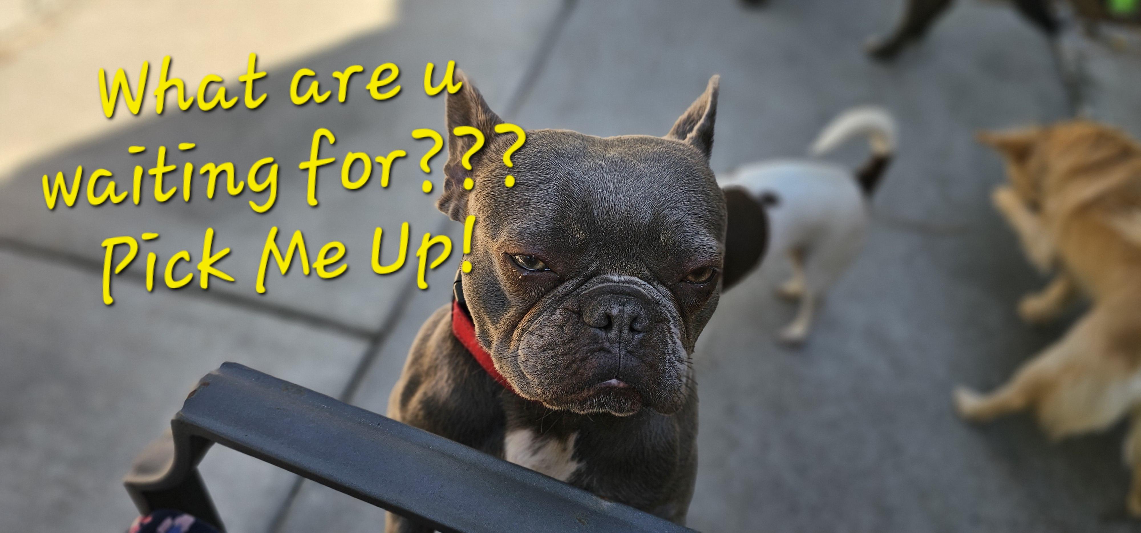 Enlarge Miss Frenchy, an adopted French Bulldog in Weeki Wachee, FL image 3/6