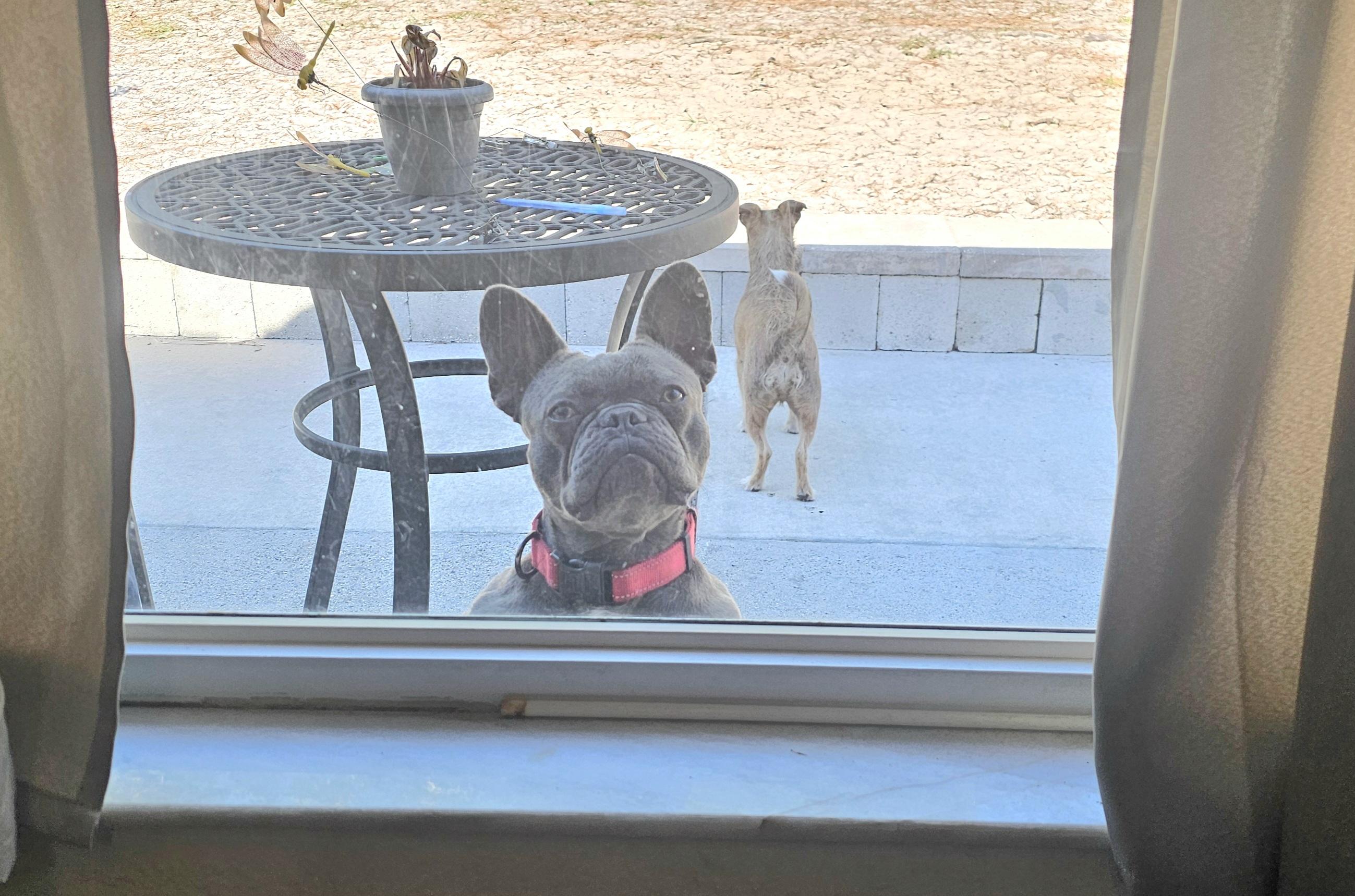 Enlarge Miss Frenchy, an adopted French Bulldog in Weeki Wachee, FL image 4/6