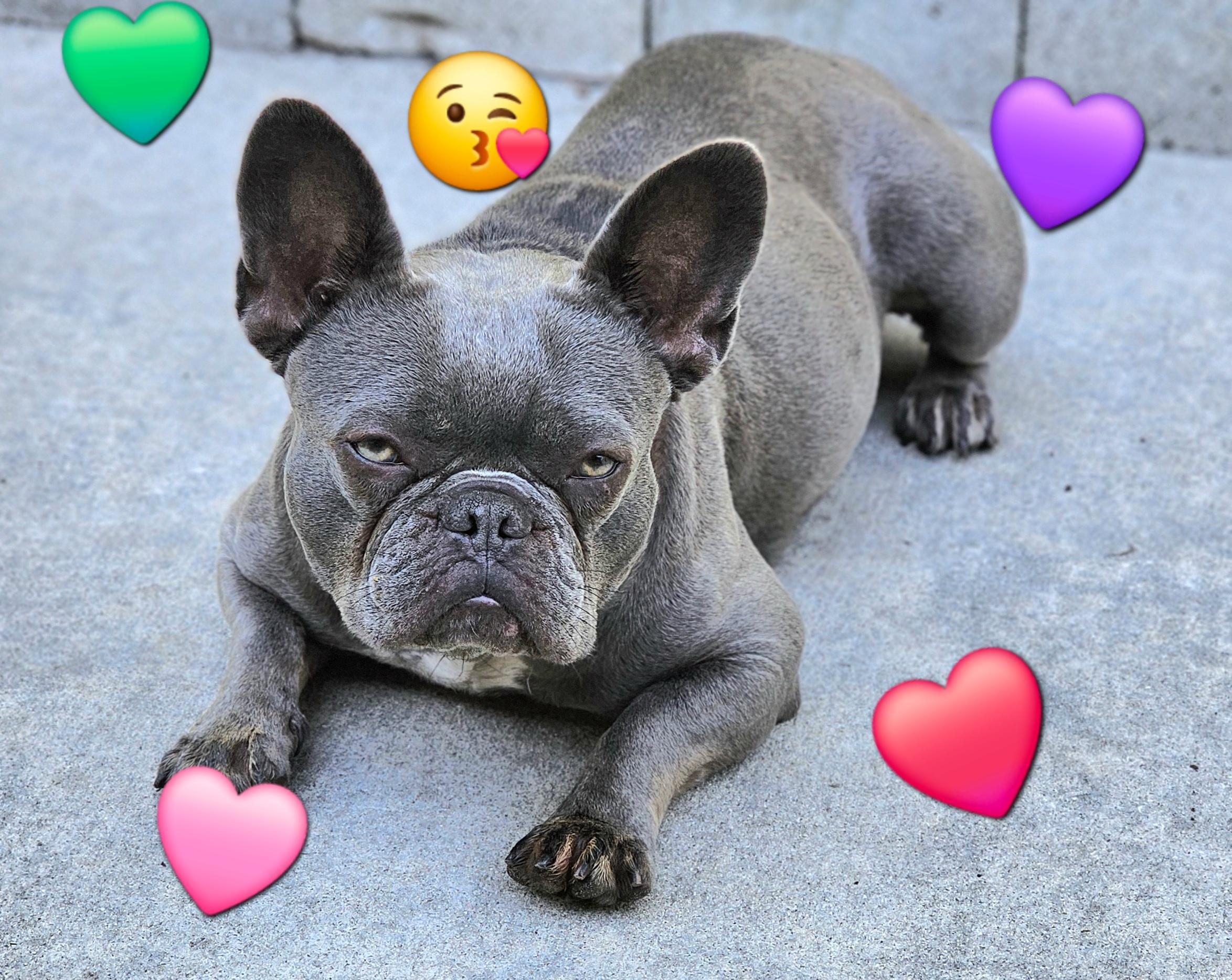 Enlarge Miss Frenchy, an adopted French Bulldog in Weeki Wachee, FL image 6/6