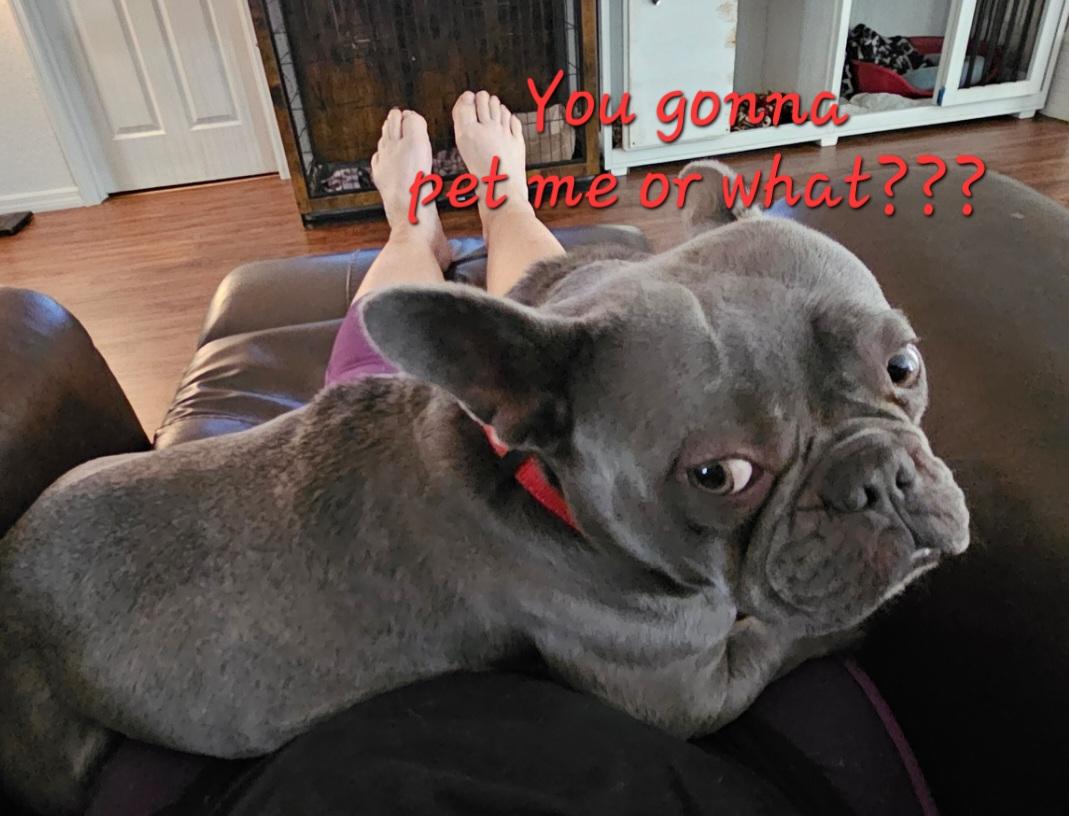 Enlarge Miss Frenchy, an adopted French Bulldog in Weeki Wachee, FL image 1/6