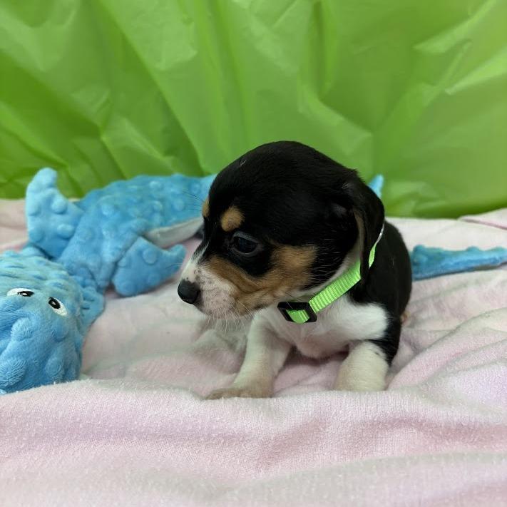 Lemon Lime, Adoptable, Puppy Female Beagle & Mixed Breed.