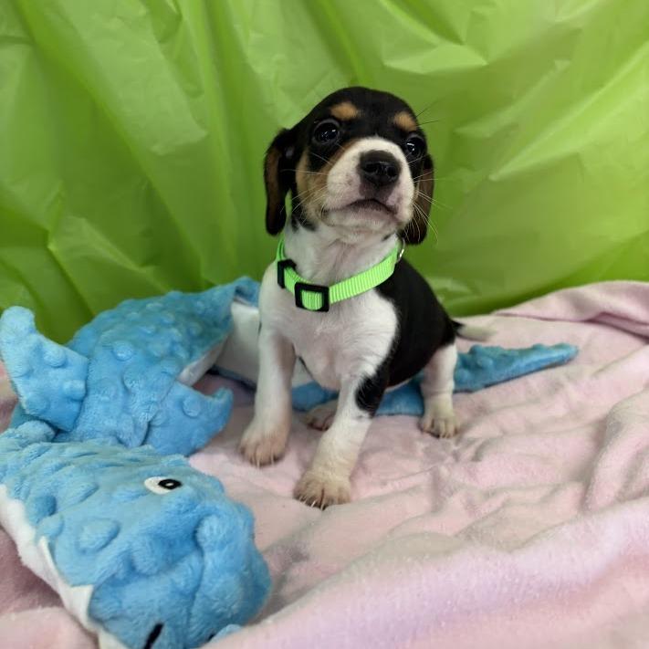 Enlarge Lemon Lime, a Adoptable mixed breed in North Charleston, SC image 2/6