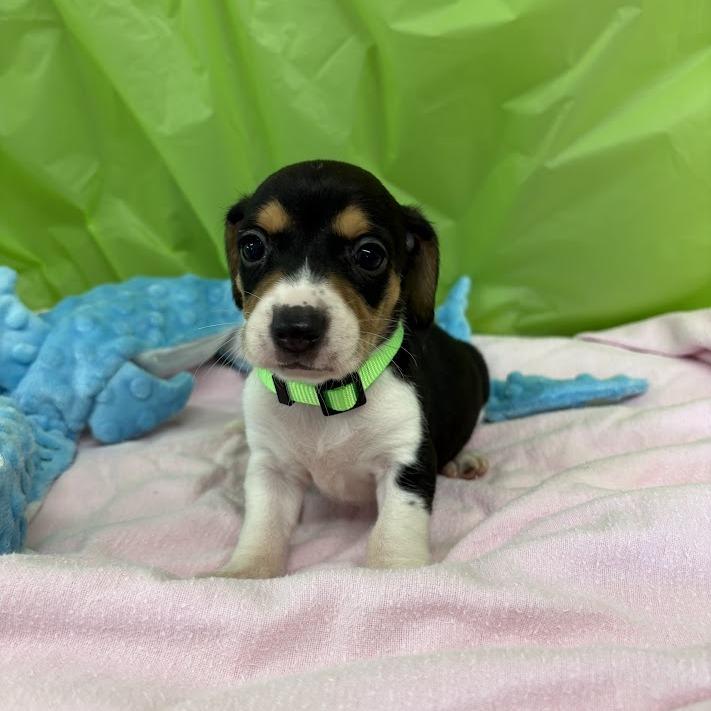 Enlarge Lemon Lime, a Adoptable mixed breed in North Charleston, SC image 3/6