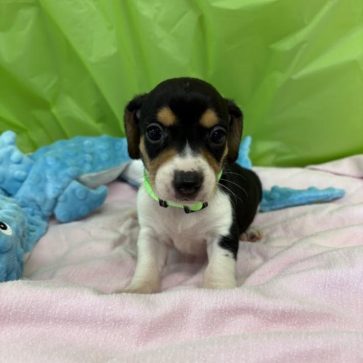 Enlarge Lemon Lime, a Adoptable mixed breed in North Charleston, SC image 4/6