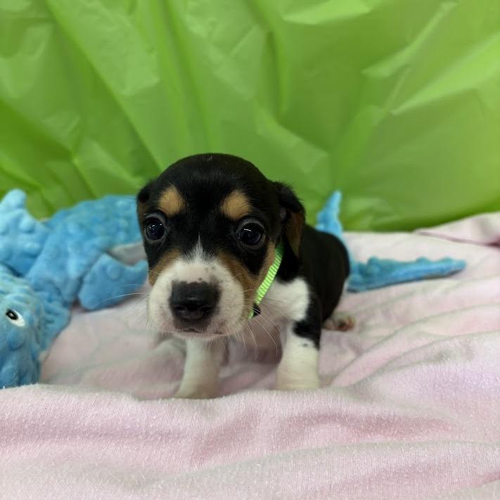Enlarge Lemon Lime, a Adoptable mixed breed in North Charleston, SC image 5/6