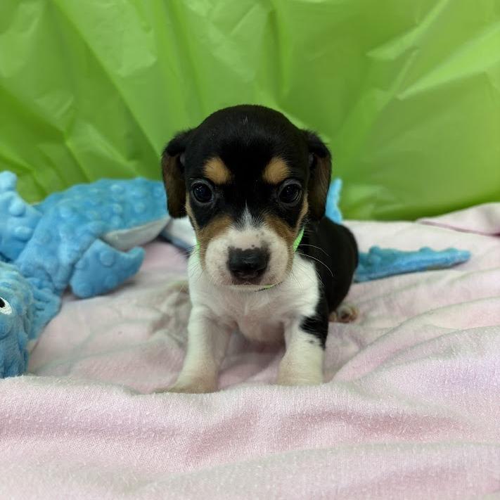 Enlarge Lemon Lime, a Adoptable mixed breed in North Charleston, SC image 6/6