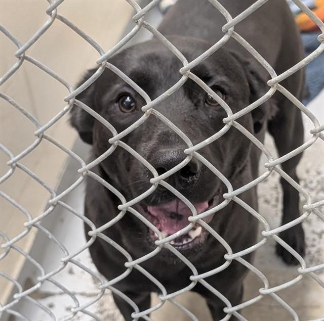 BELSNICKLE, Adoptable, Young Male Labrador Retriever & Mixed Breed.