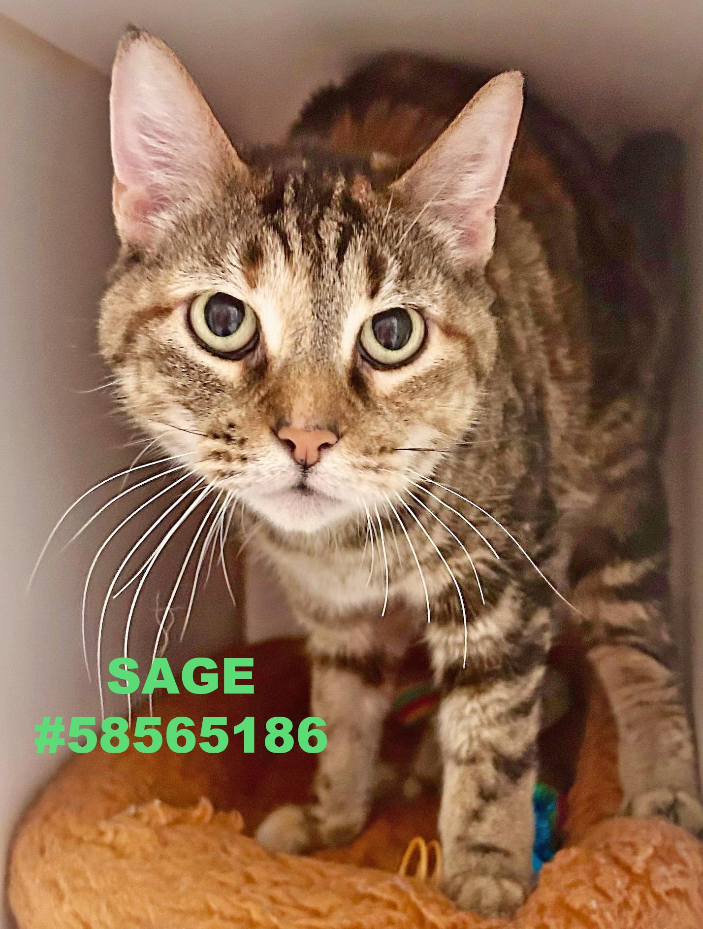 Sage, Adoptable, Adult Female Tabby.