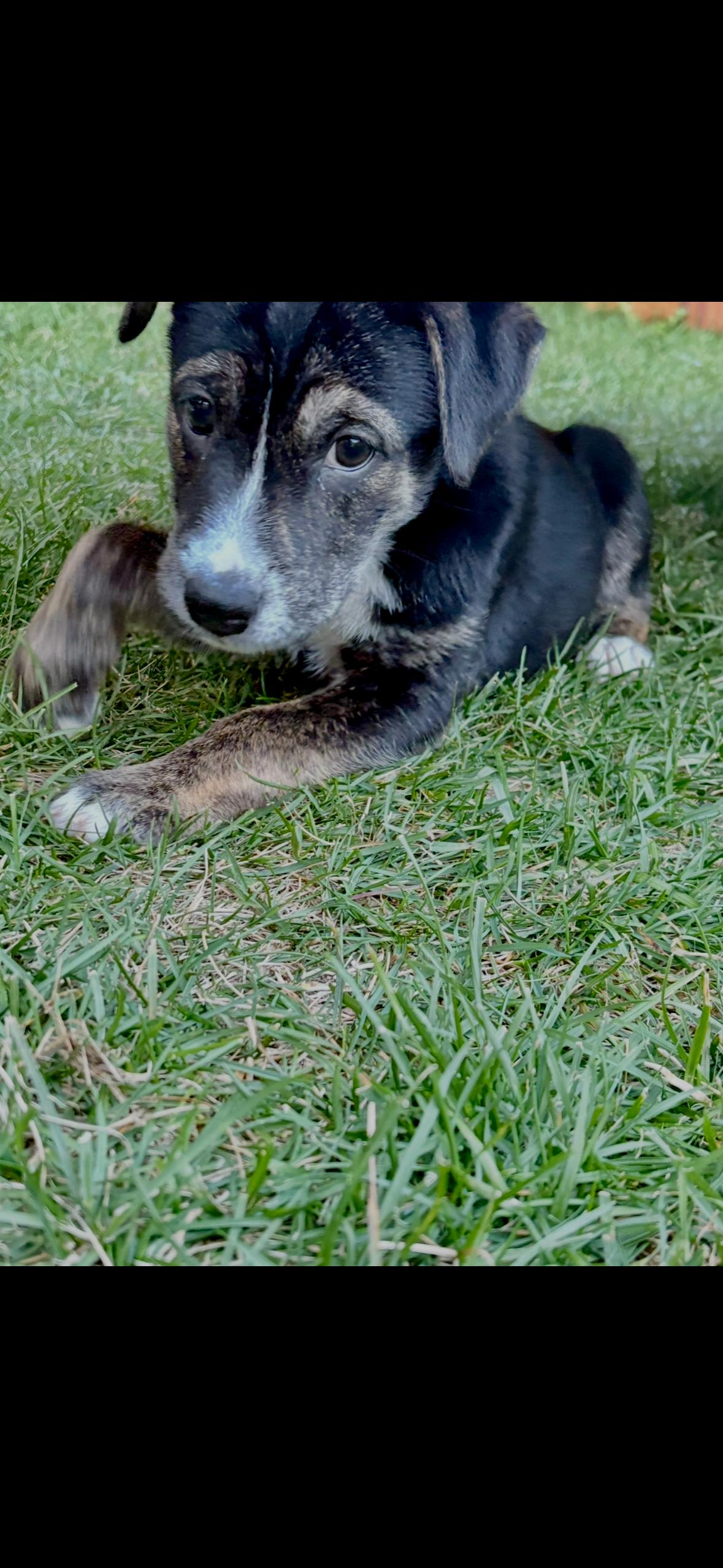 Autumn, an adoptable German Shepherd Dog in Barrie, ON, L4N 0S5 | Photo Image 4