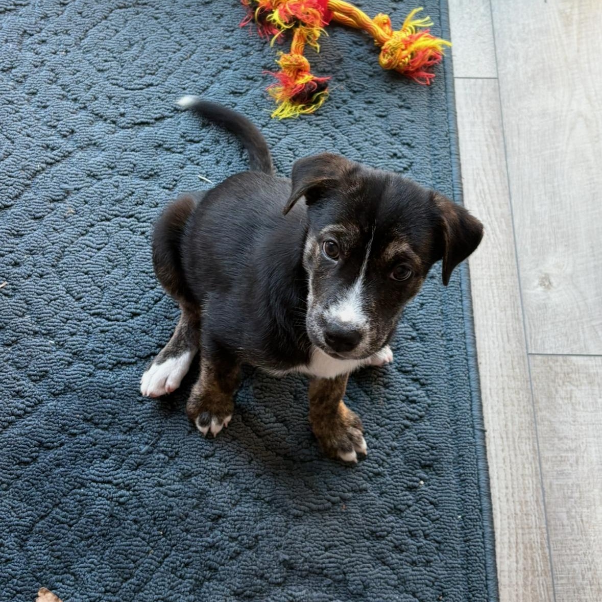 Autumn, an adoptable German Shepherd Dog in Barrie, ON, L4N 0S5 | Photo Image 1