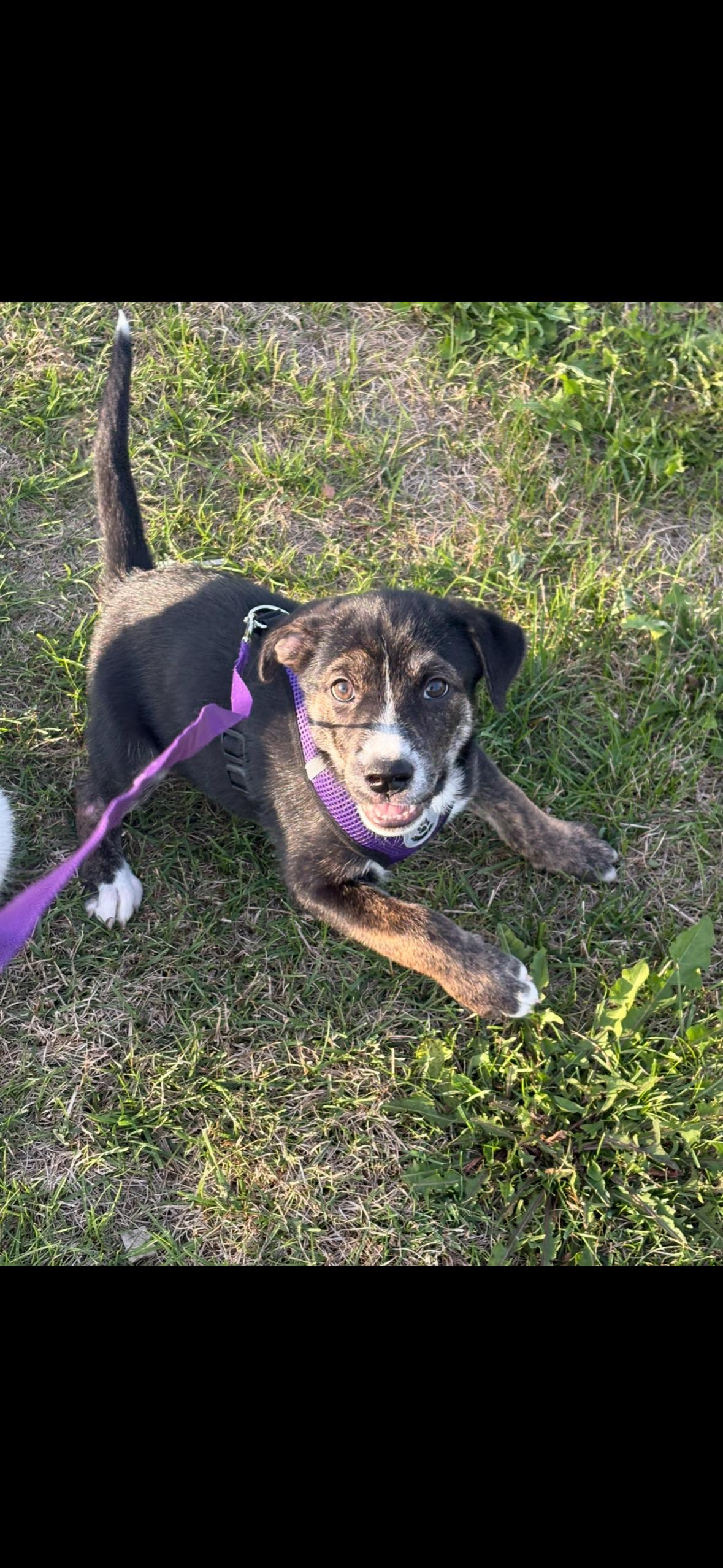 Autumn, an adoptable German Shepherd Dog in Barrie, ON, L4N 0S5 | Photo Image 3