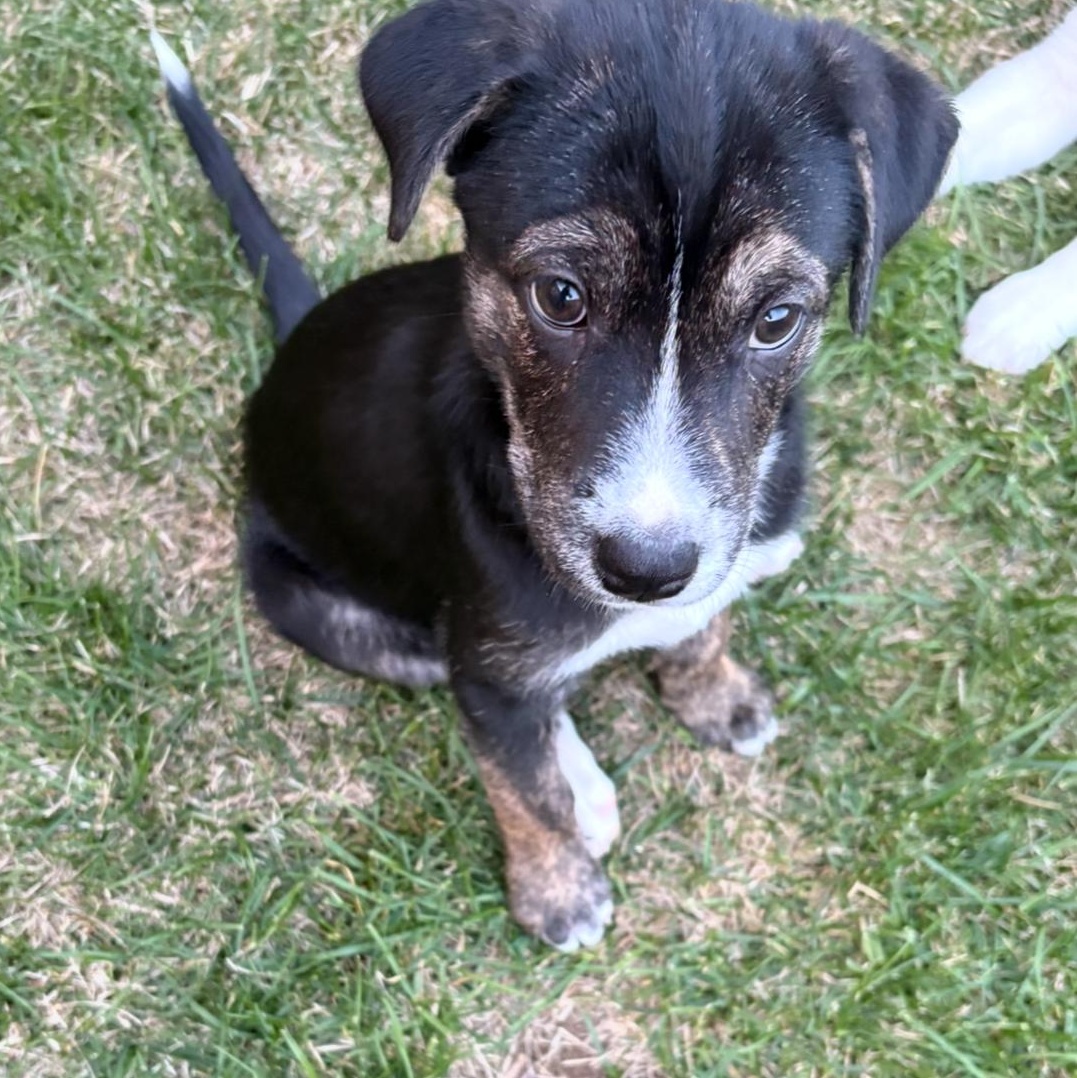 Autumn, an adoptable German Shepherd Dog in Barrie, ON, L4N 0S5 | Photo Image 5