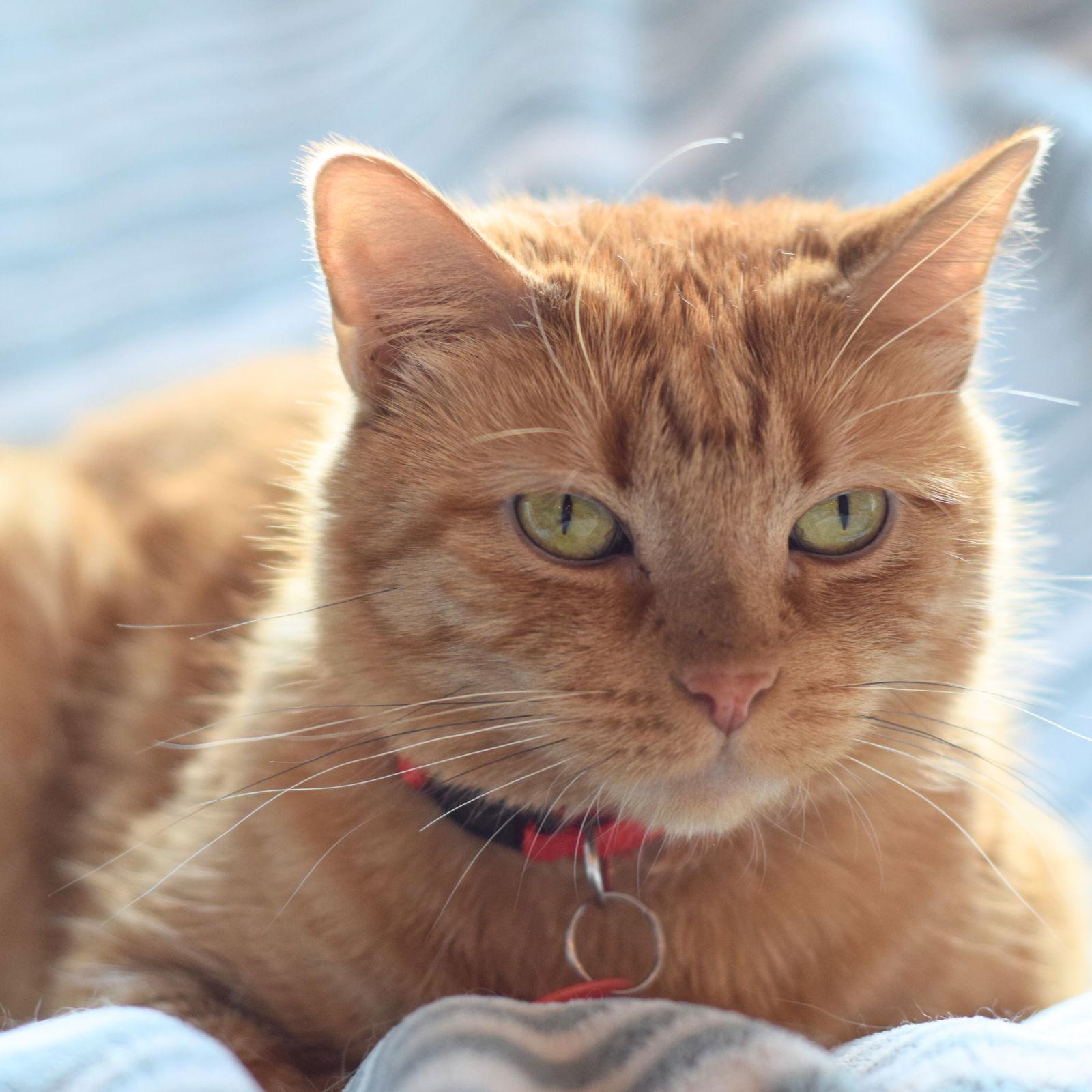 Bartola Blake, Adoptable, Adult Female Domestic Short Hair.