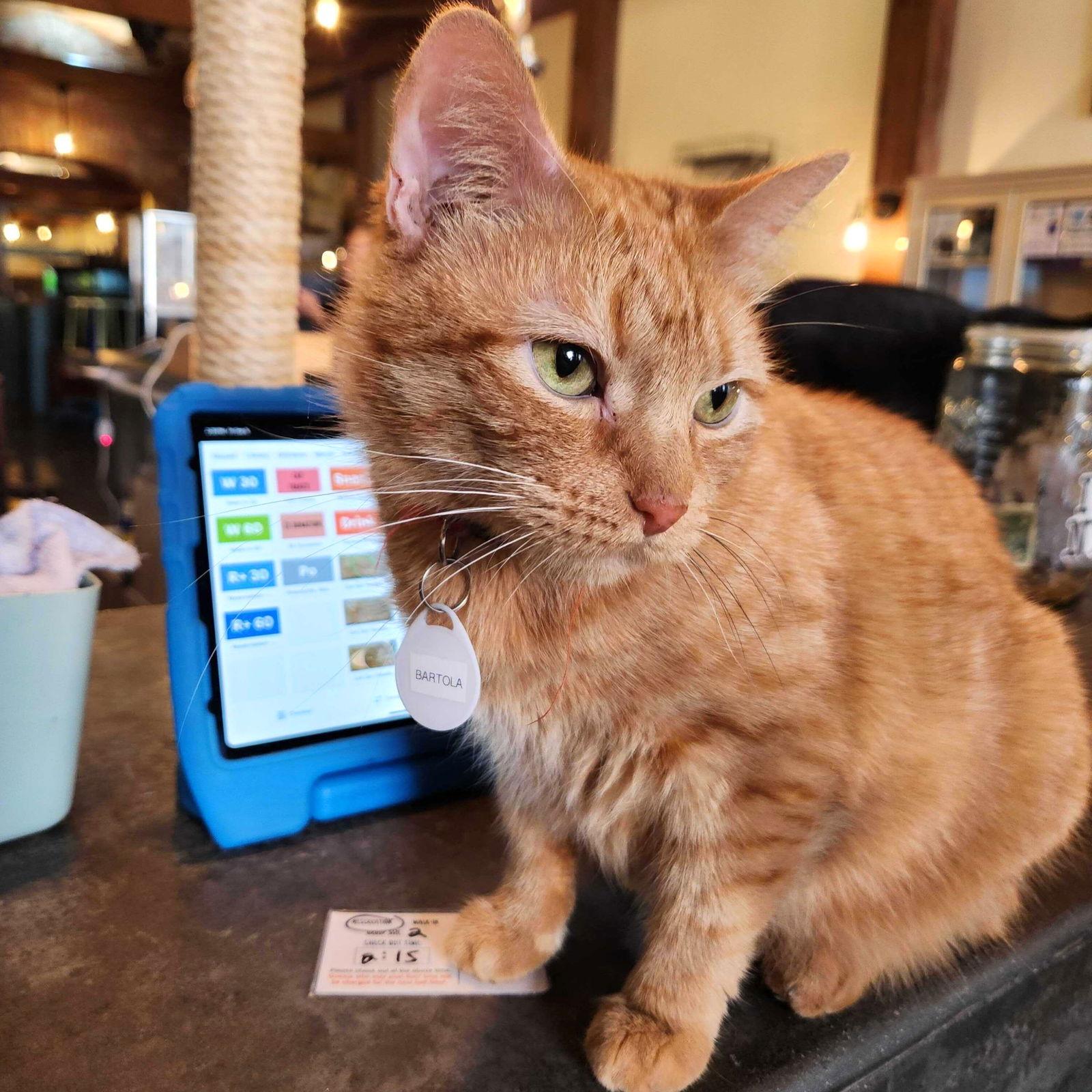 Bartola Blake, a Adoptable Domestic Short Hair in Brooklyn, NY image 2/3