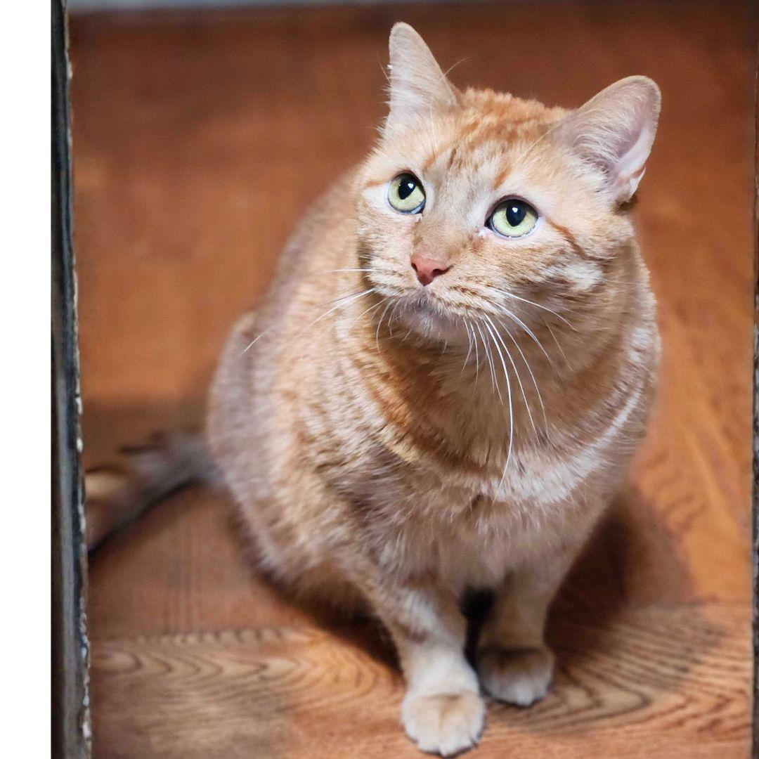 Bartola Blake, a Adoptable Domestic Short Hair in Brooklyn, NY image 3/3