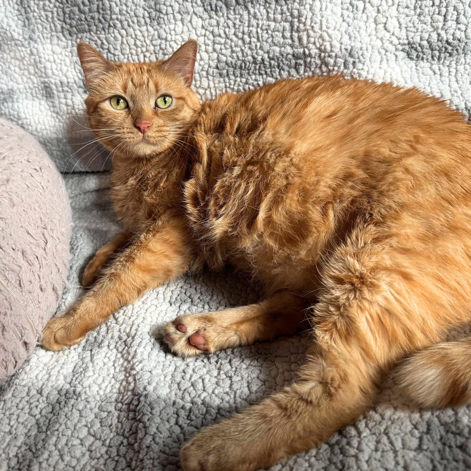 Enlarge Bartola Blake, a Adoptable Domestic Short Hair in Brooklyn, NY image 3/3