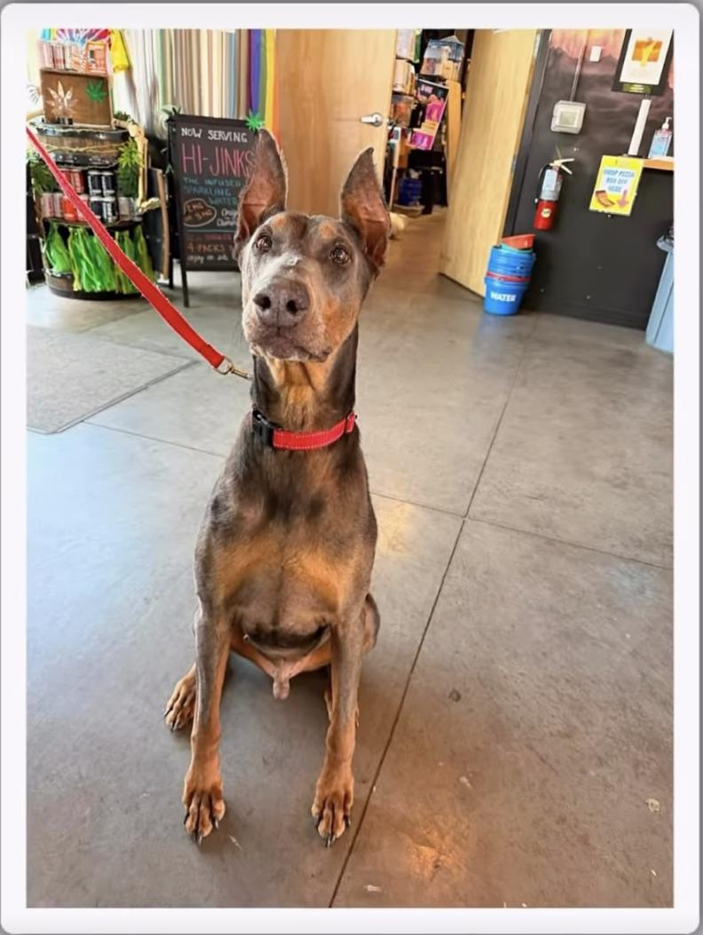 Enlarge Bruce, a Adopted Doberman Pinscher in Matthews, NC image 1/1