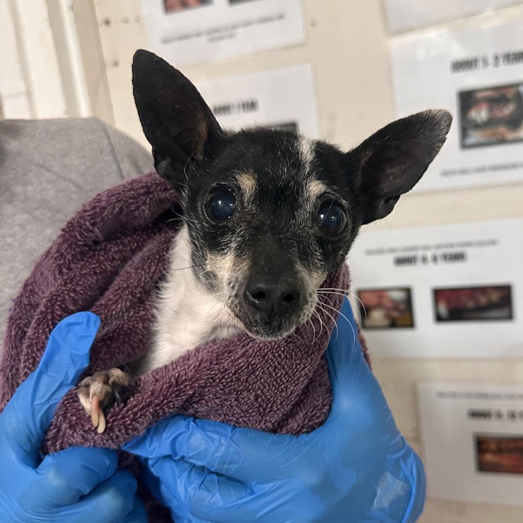 Chichi — thumbnail 2