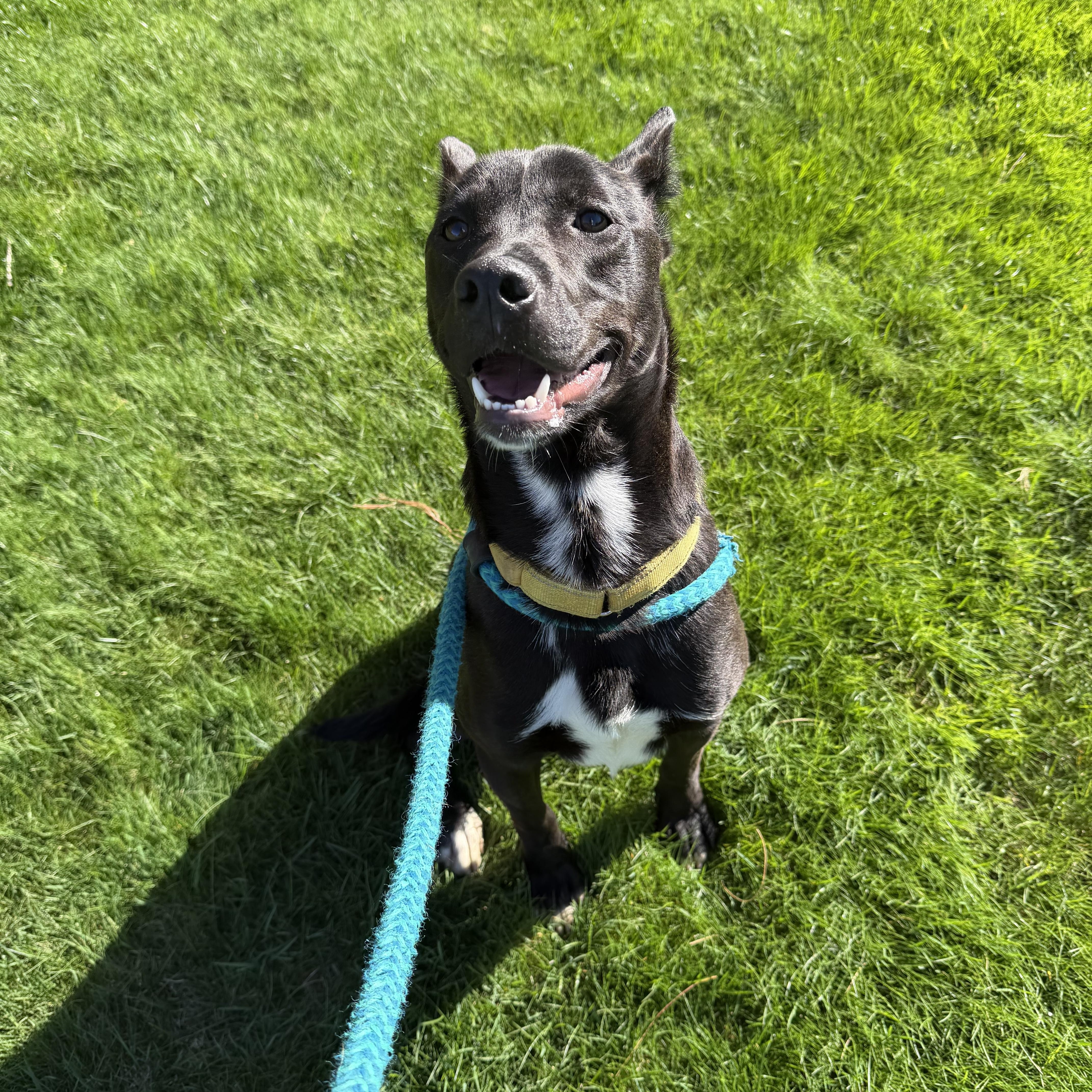 TUX, Adoptable, Young Male Mixed Breed.