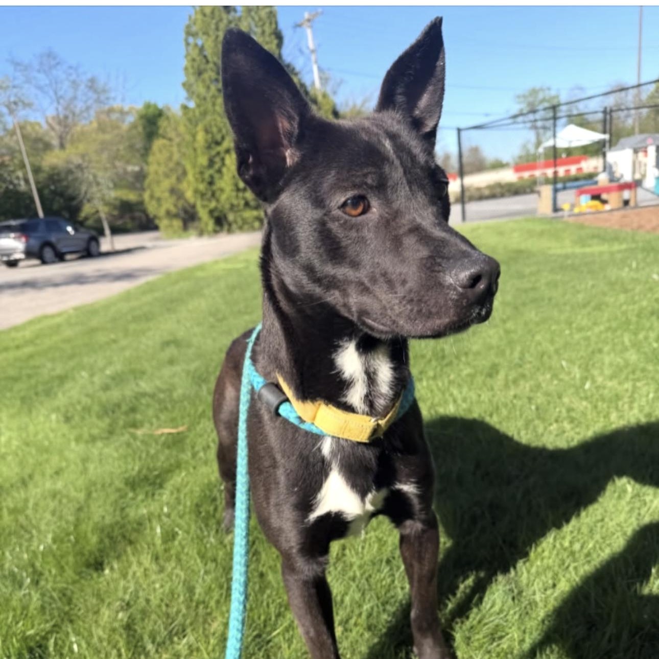 TUX, Adoptable, Young Male Mixed Breed.