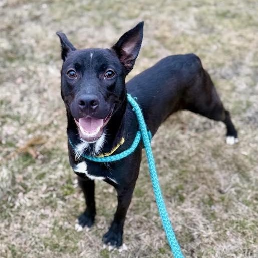 TUX, Adoptable, Young Male Mixed Breed.
