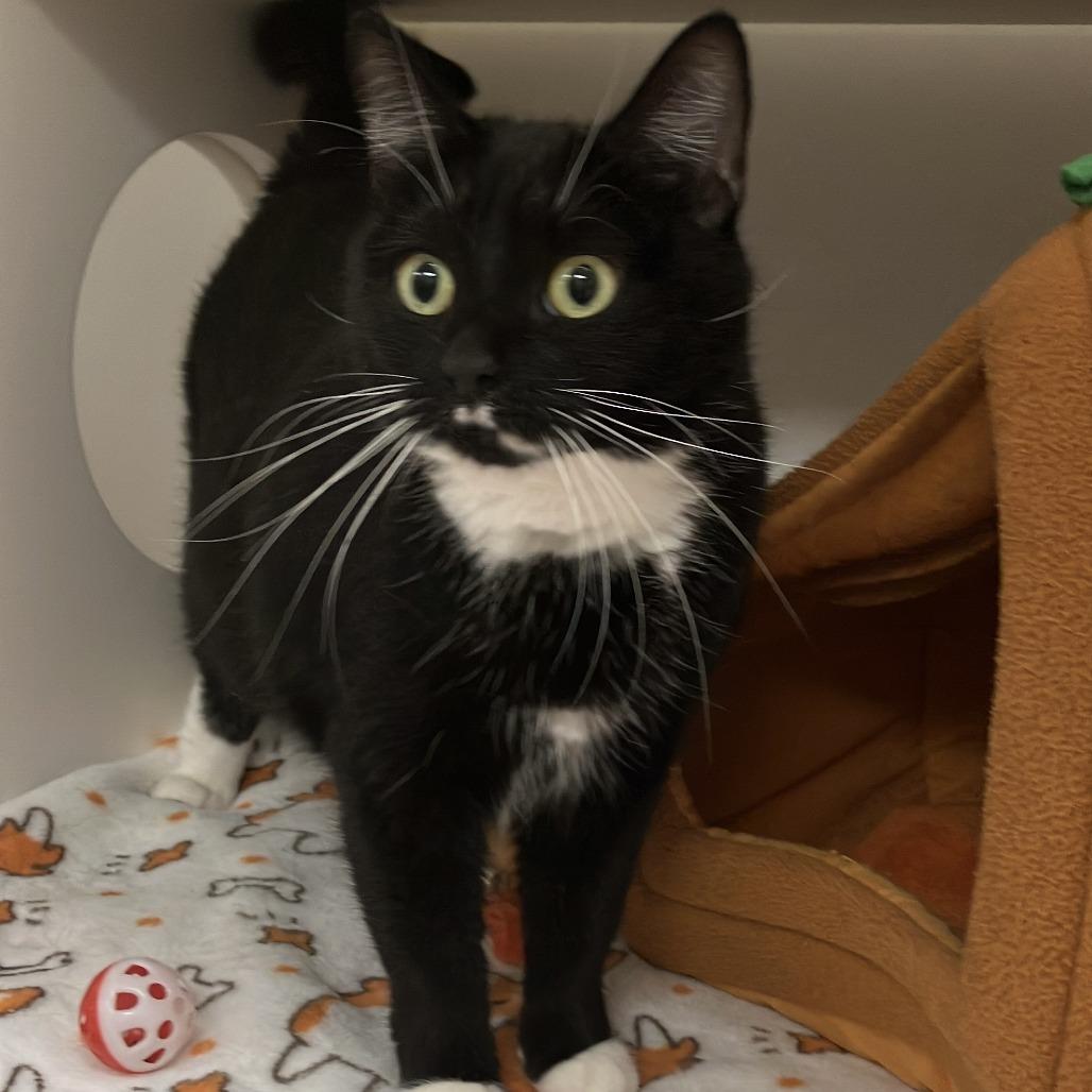 Enlarge Marvin, a Adoptable Domestic Short Hair in Philadelphia, PA image 1/6