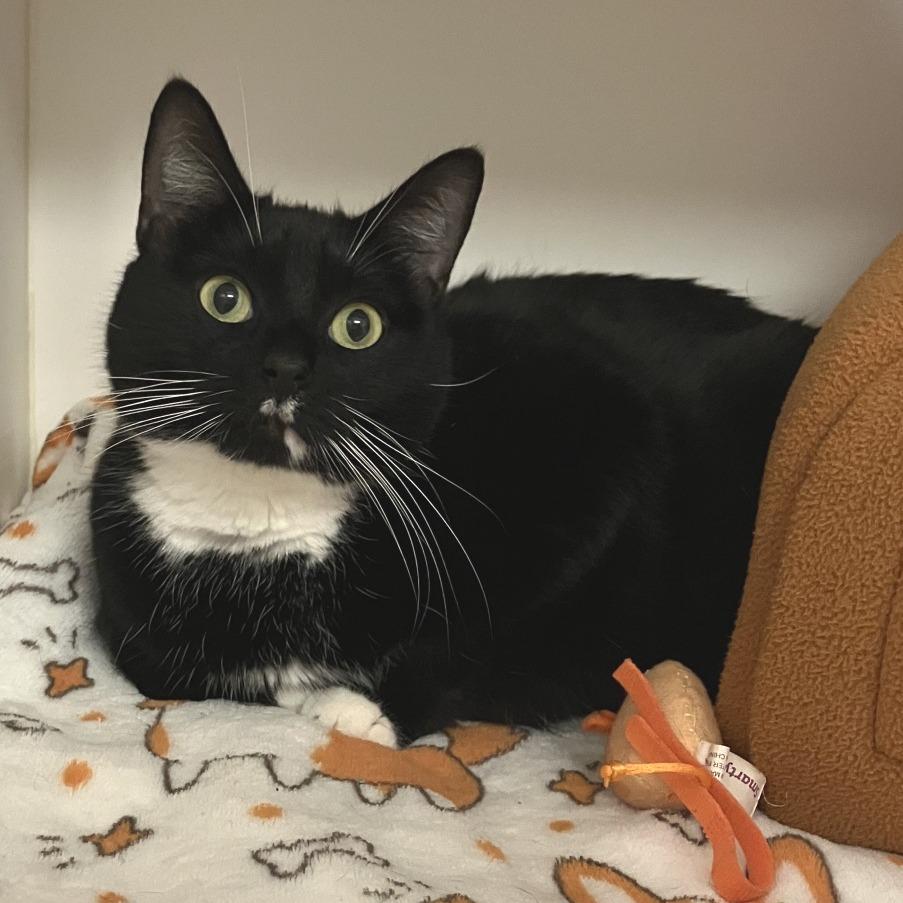 Enlarge Marvin, a Adoptable Domestic Short Hair in Philadelphia, PA image 2/6