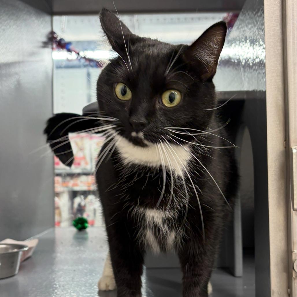 Enlarge Marvin, a Adoptable Domestic Short Hair in Philadelphia, PA image 3/6