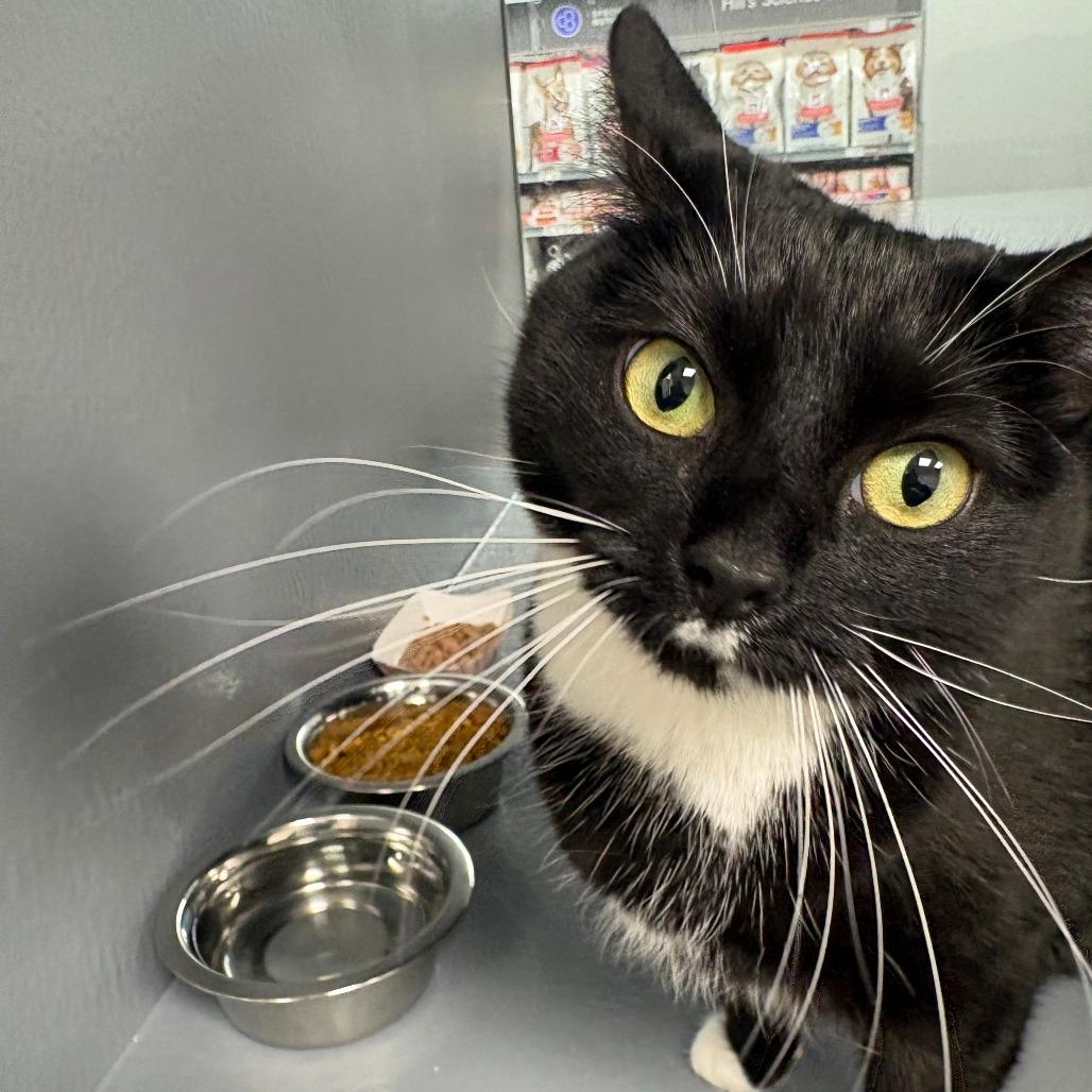 Enlarge Marvin, a Adoptable Domestic Short Hair in Philadelphia, PA image 4/6
