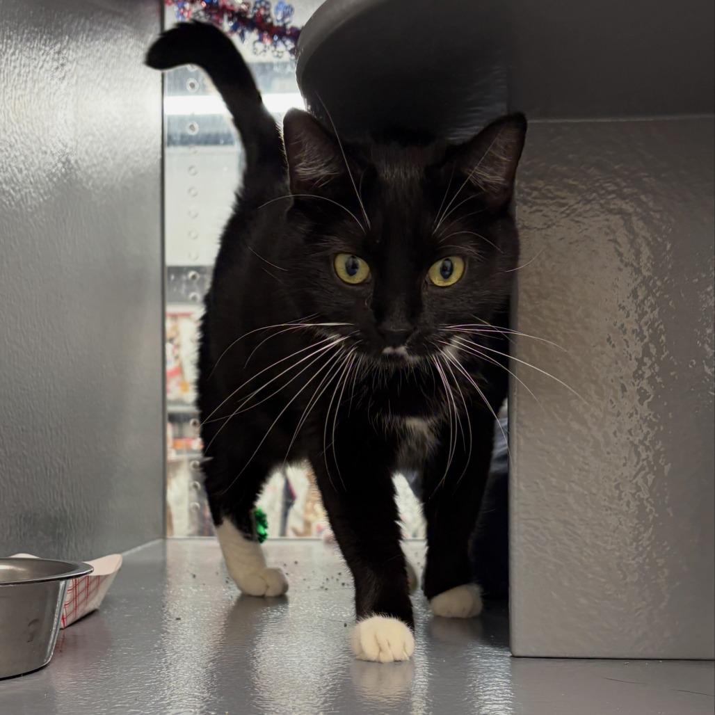 Enlarge Marvin, a Adoptable Domestic Short Hair in Philadelphia, PA image 5/6