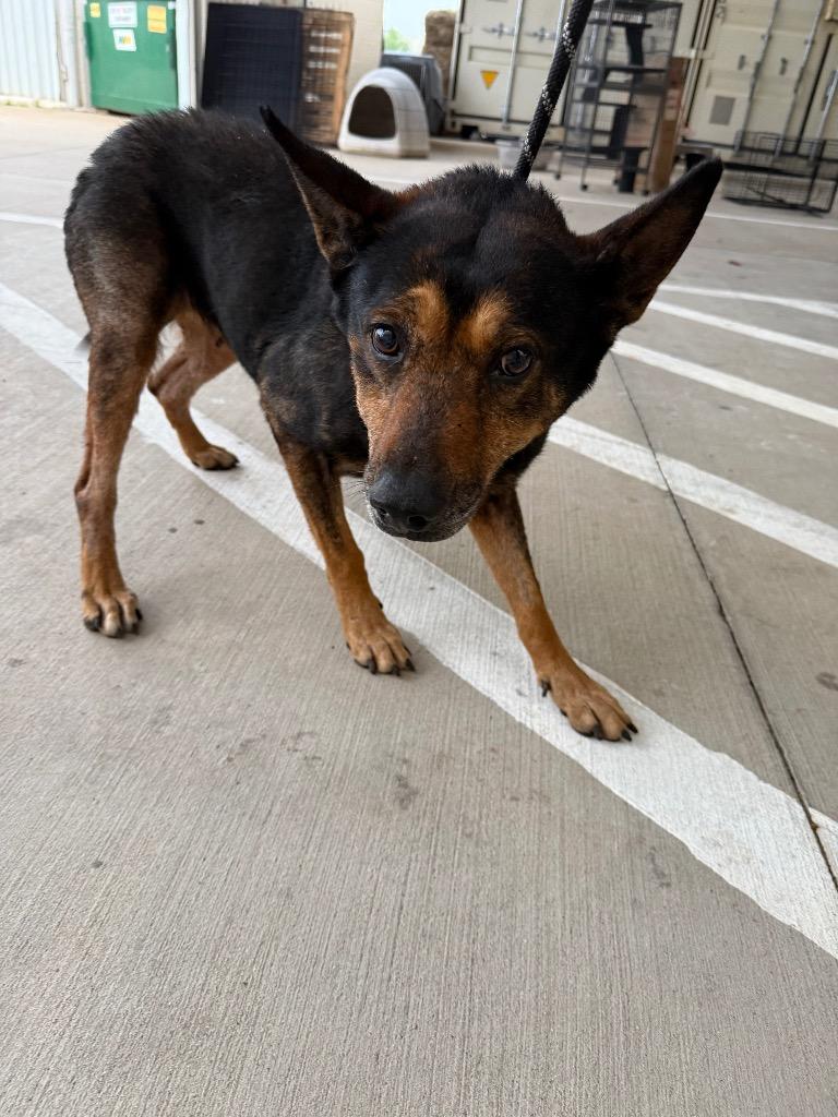 Enlarge Mama, a Adoptable mixed breed in Belton, TX image 1/1